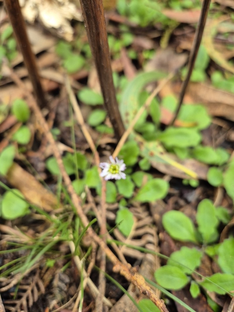 Lagenophora stipitata photo 3