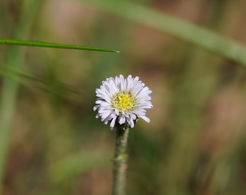 Lagenophora stipitata photo 4