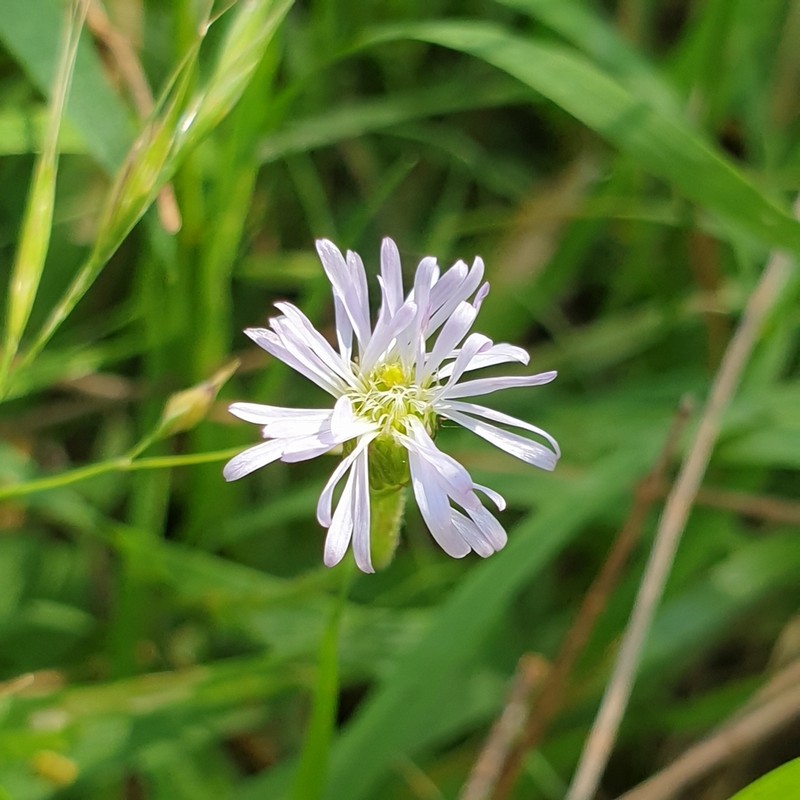 Lagenophora stipitata photo 5