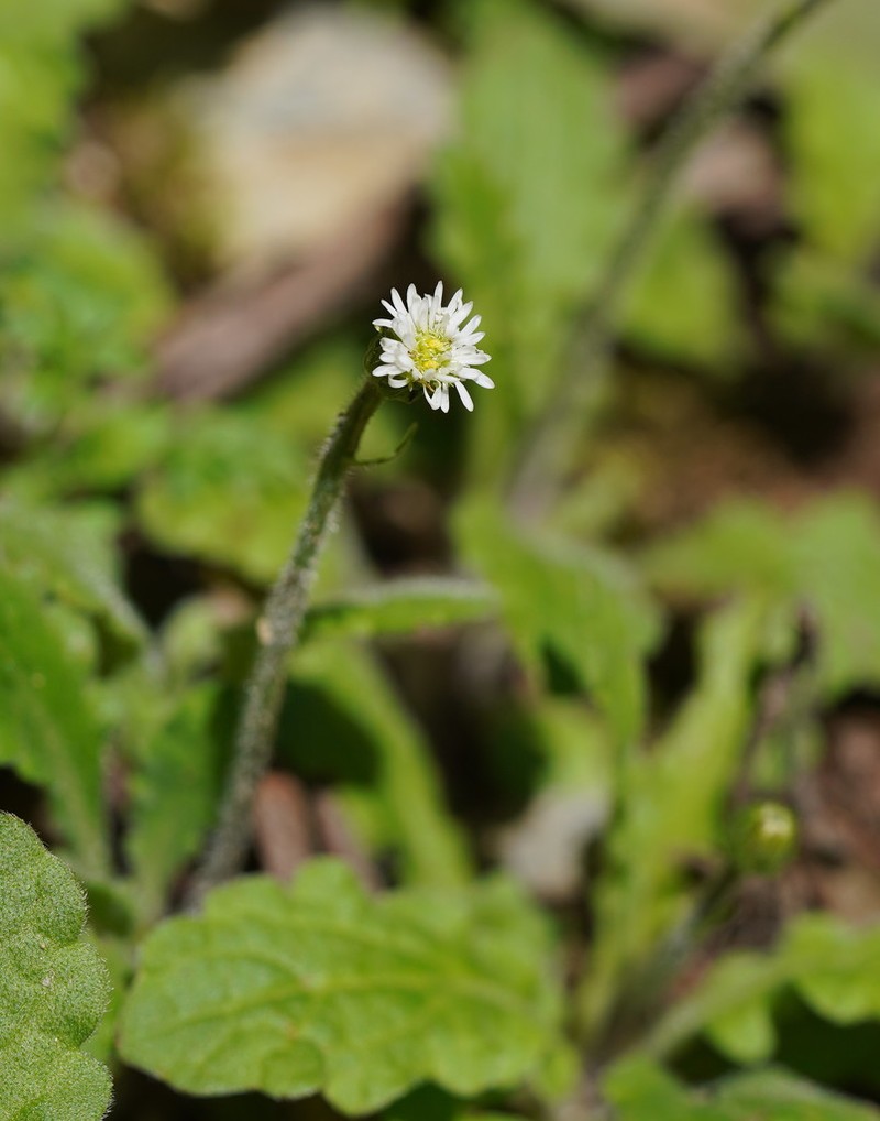 Lagenophora stipitata photo 6