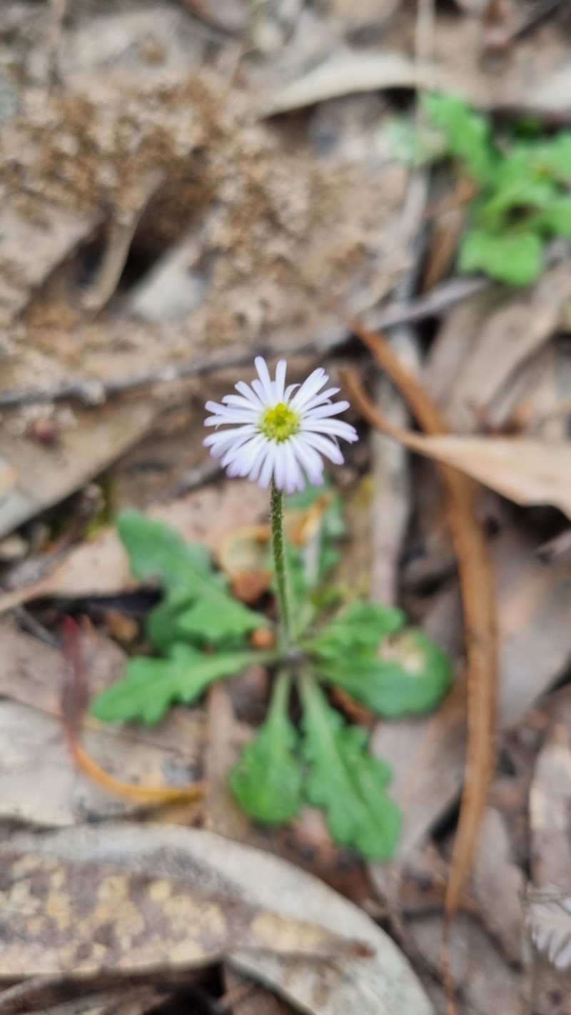 Lagenophora stipitata photo 7