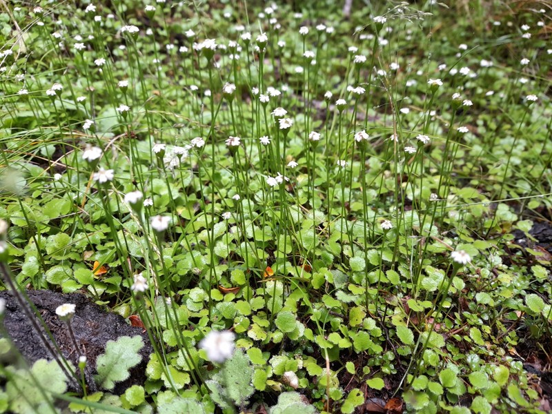 Lagenophora strangulata