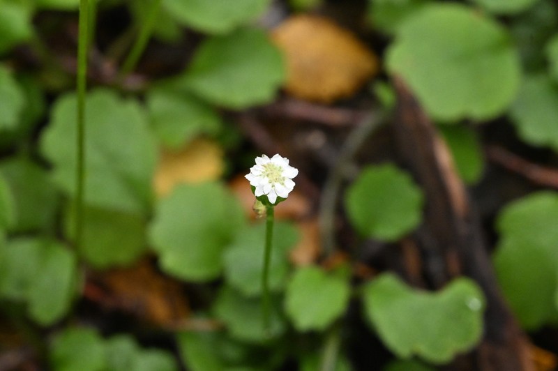 Lagenophora strangulata photo 2