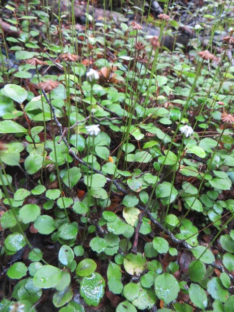 Lagenophora strangulata photo 3