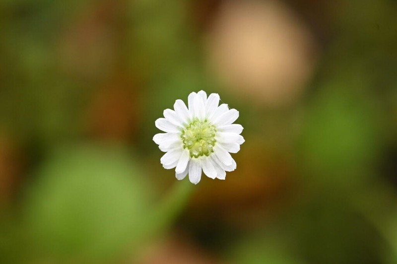 Lagenophora strangulata photo 4