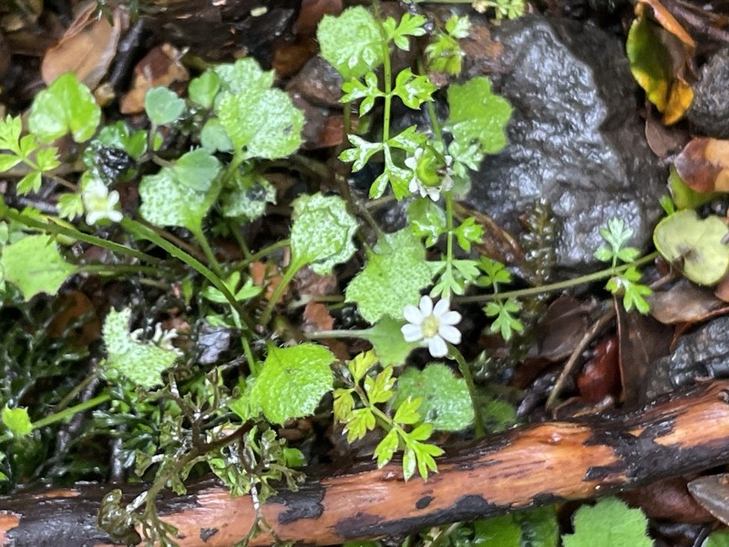 Lagenophora strangulata photo 5