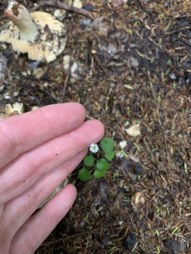 Lagenophora strangulata photo 6