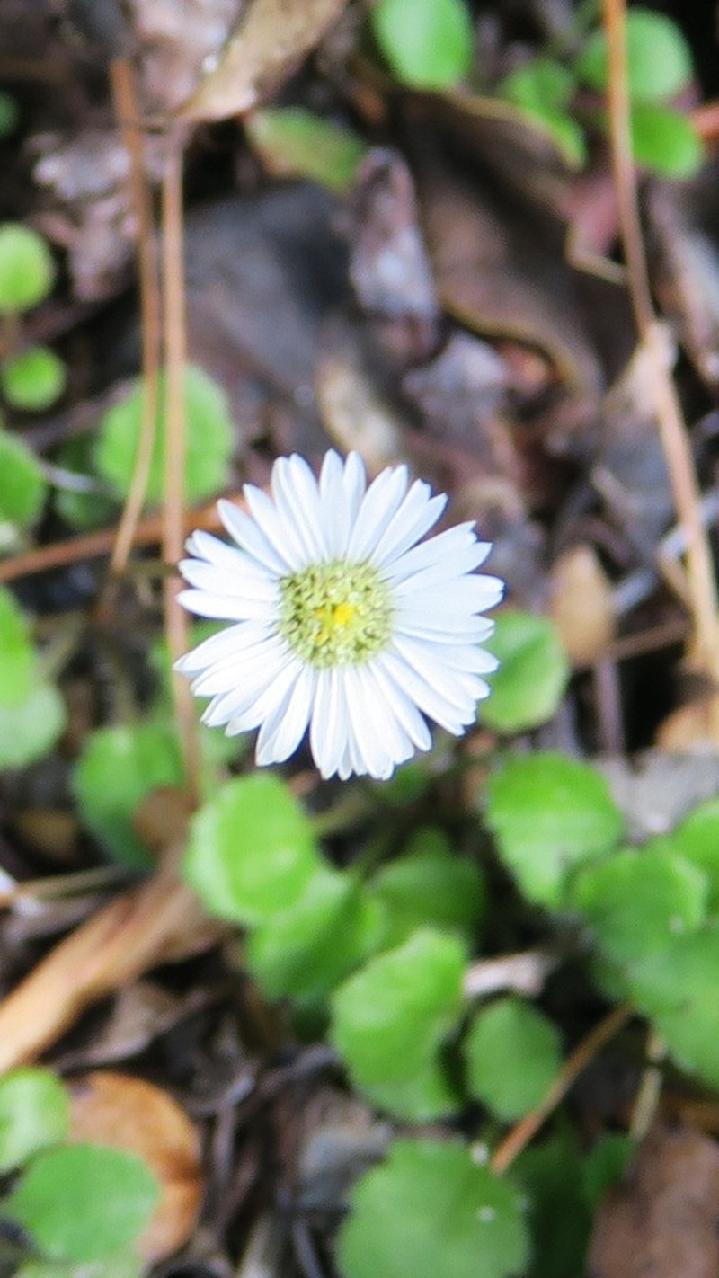 Lagenophora strangulata photo 7