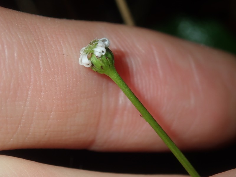 Lagenophora sublyrata