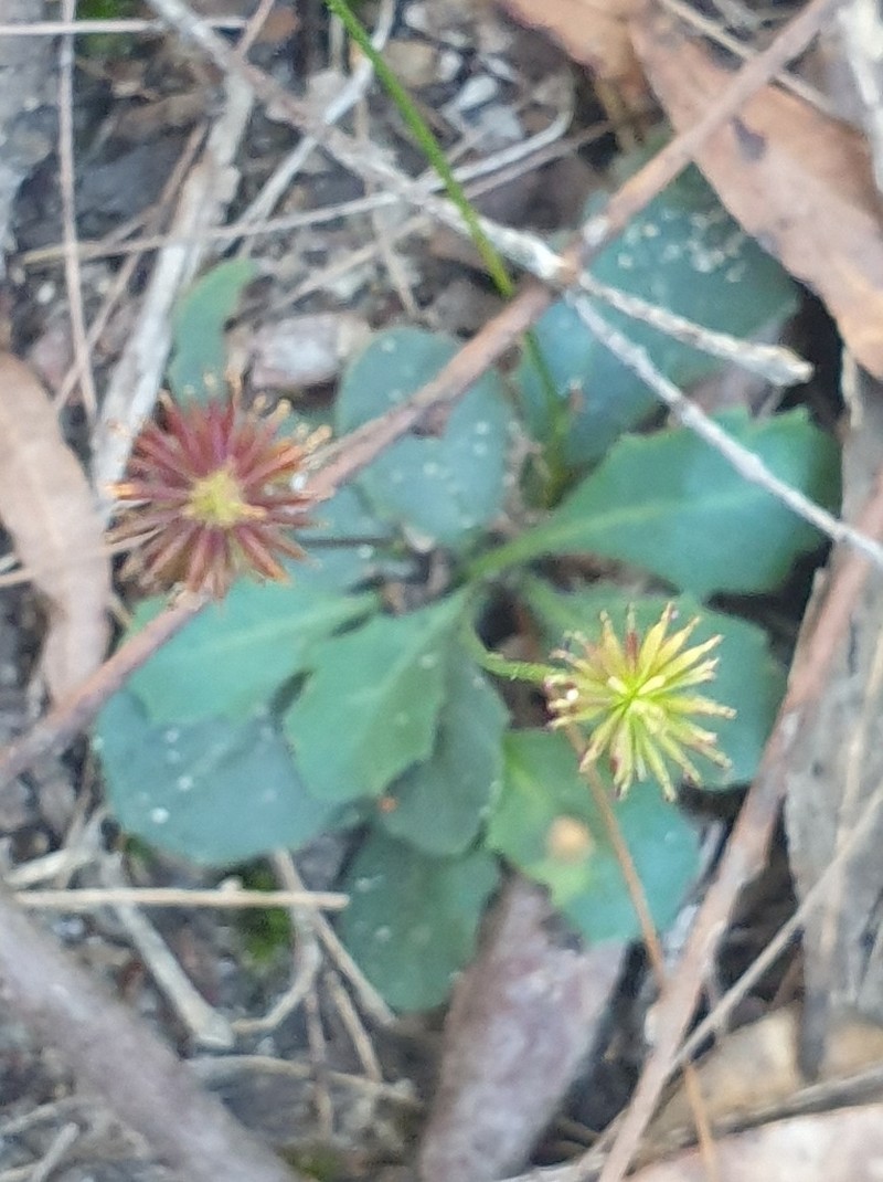 Lagenophora sublyrata photo 2