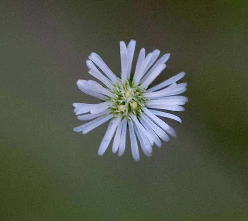 Lagenophora sublyrata photo 3