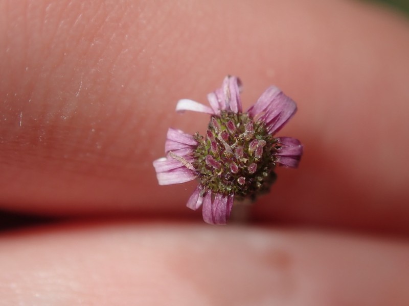Lagenophora sublyrata photo 4