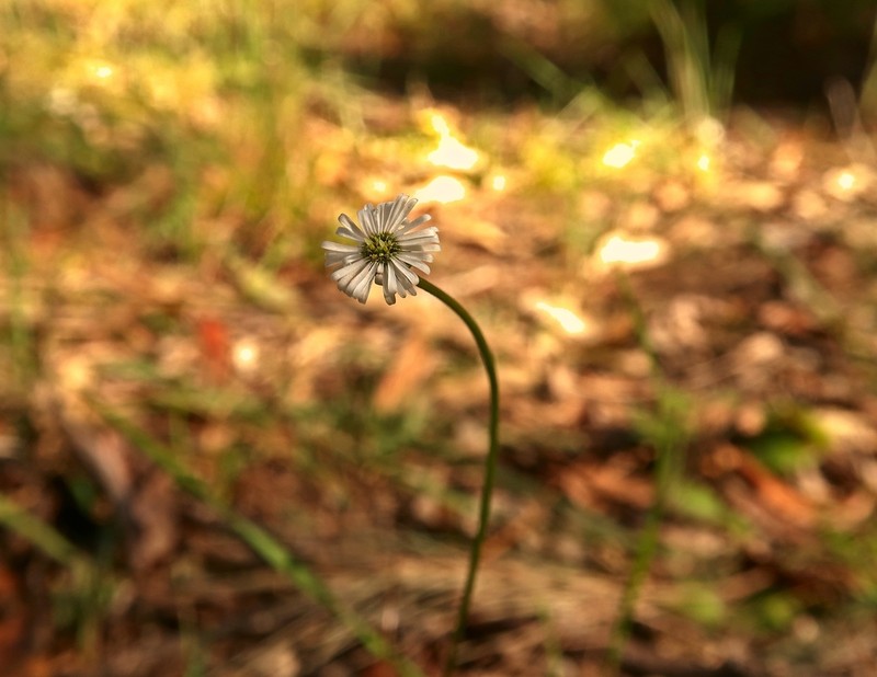 Lagenophora sublyrata photo 5