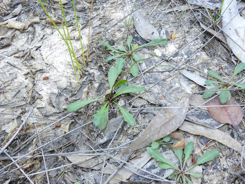 Lagenophora sublyrata photo 6
