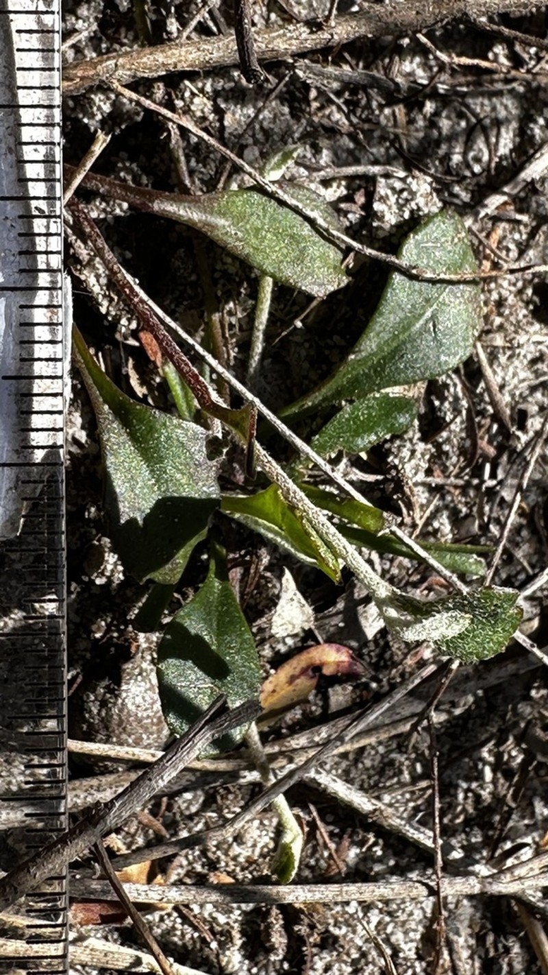 Lagenophora sublyrata photo 7