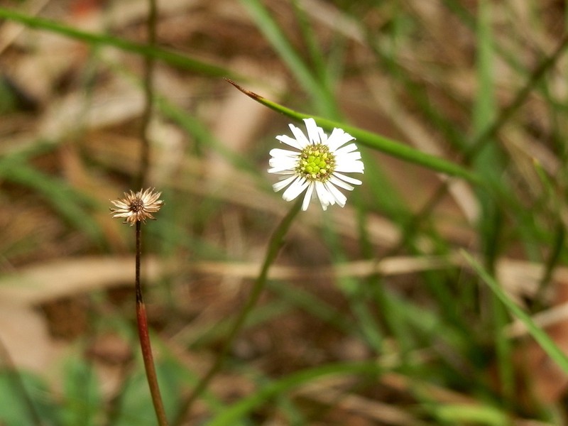 Lagenophora sublyrata photo 8