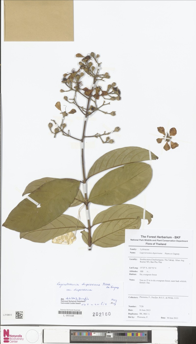 Lagerstroemia duperreana var. duperreana