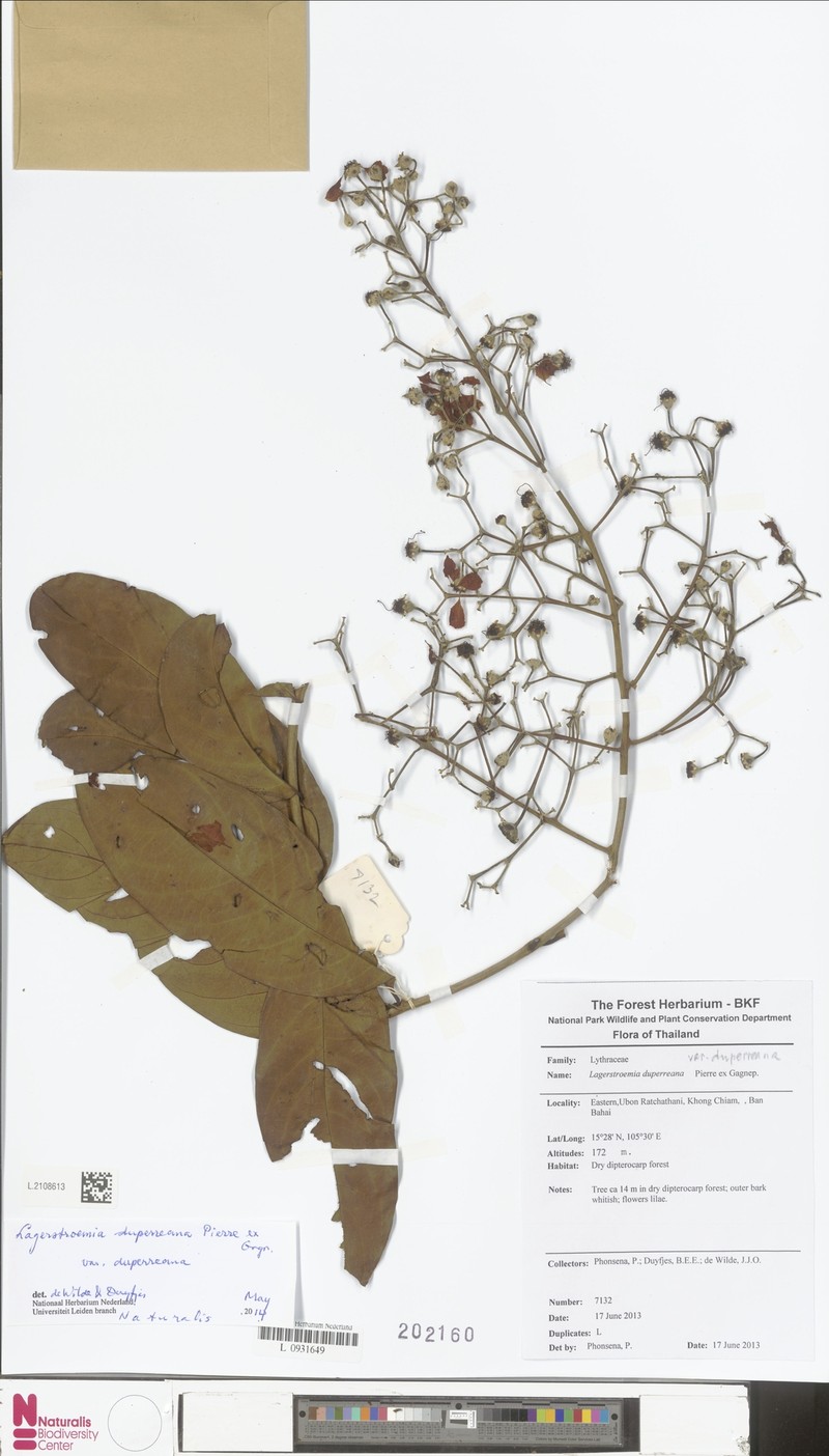 Lagerstroemia duperreana var. duperreana photo 2