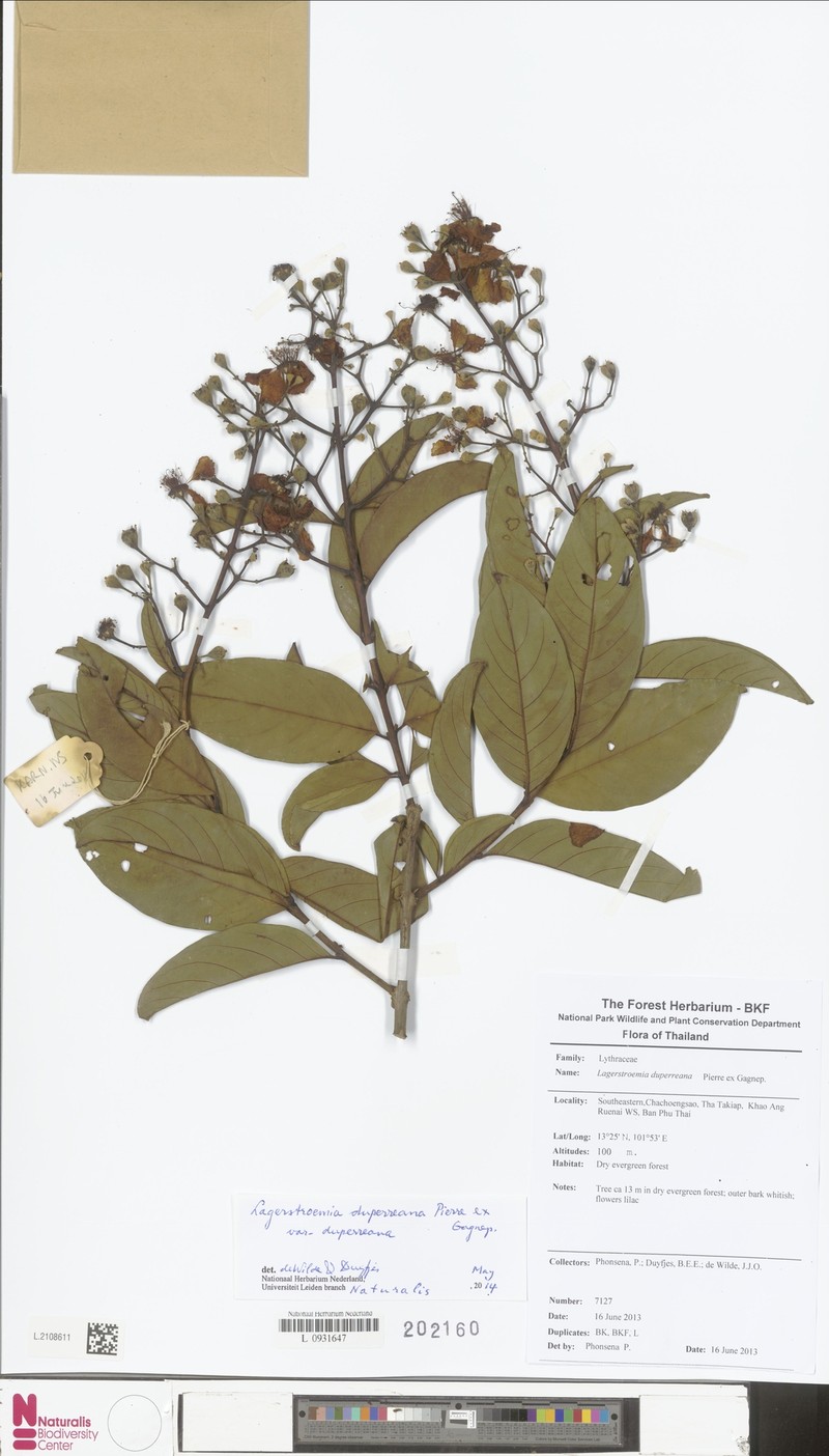 Lagerstroemia duperreana var. duperreana photo 3