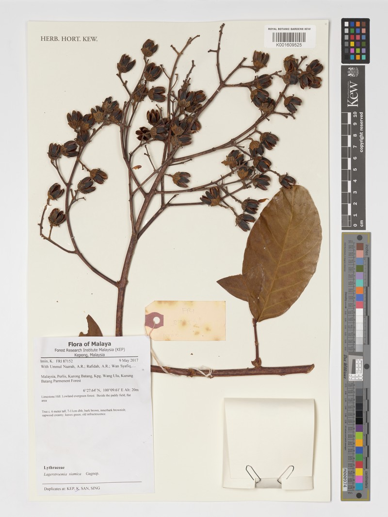 Lagerstroemia floribunda var. cuspidata photo 2