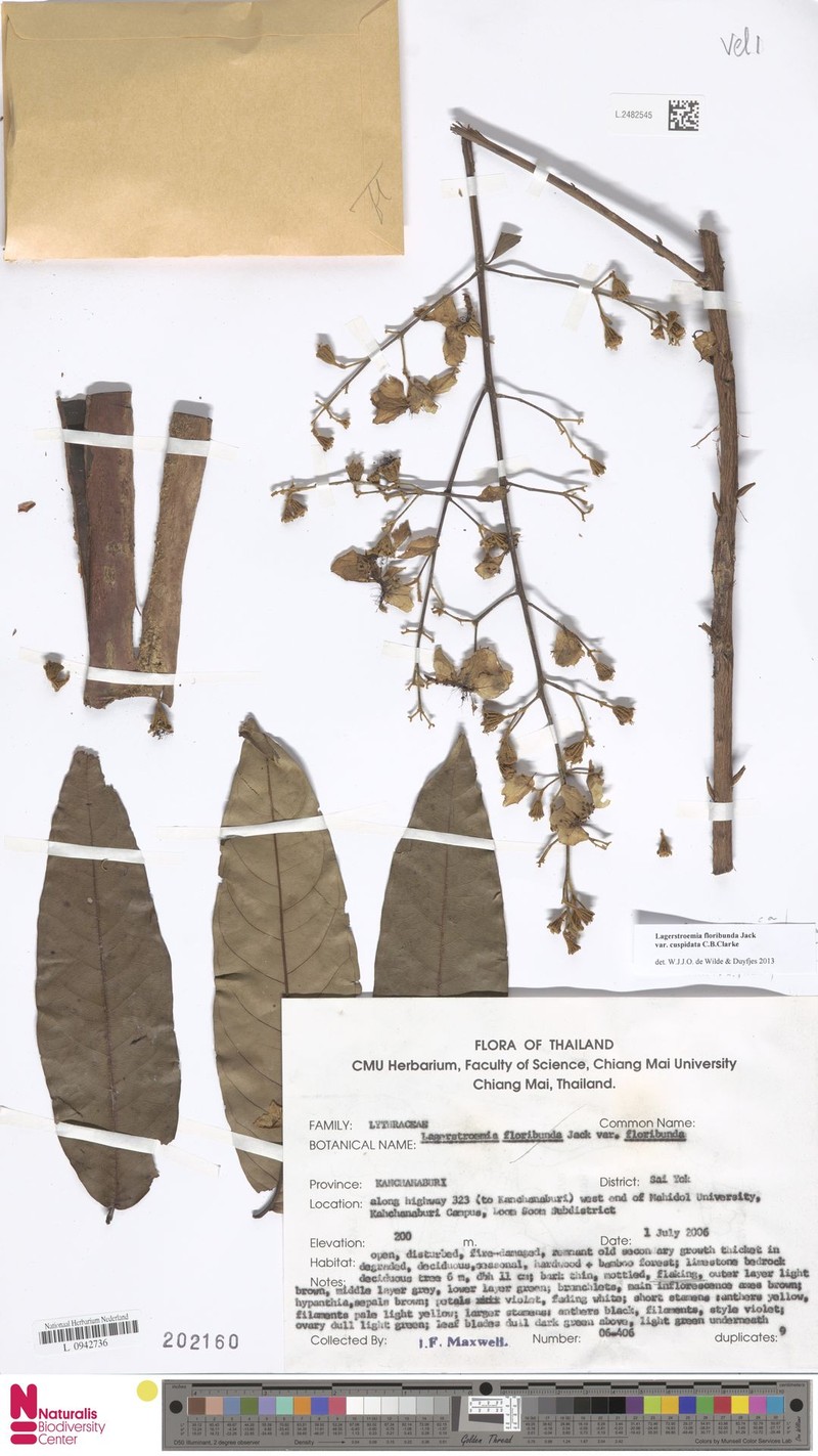 Lagerstroemia floribunda var. cuspidata photo 3