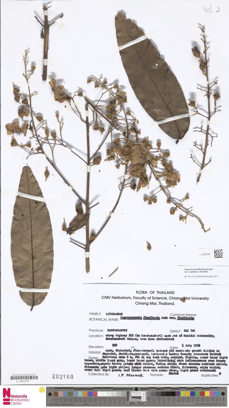 Lagerstroemia floribunda var. cuspidata photo 4