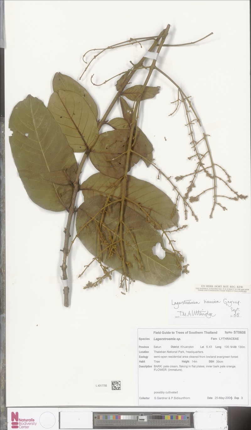 Lagerstroemia floribunda var. cuspidata photo 5