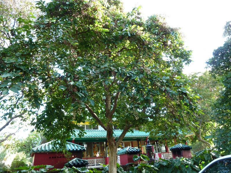 Lagerstroemia floribunda var. cuspidata