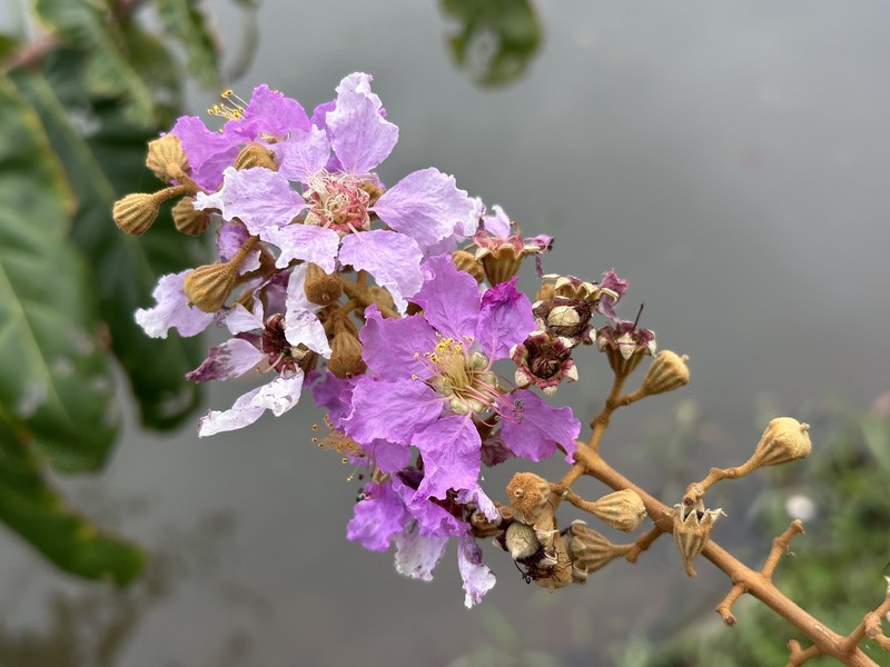 Lagerstroemia floribunda var. floribunda