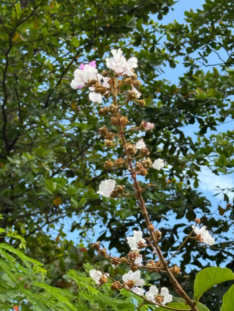 Lagerstroemia floribunda var. floribunda photo 2