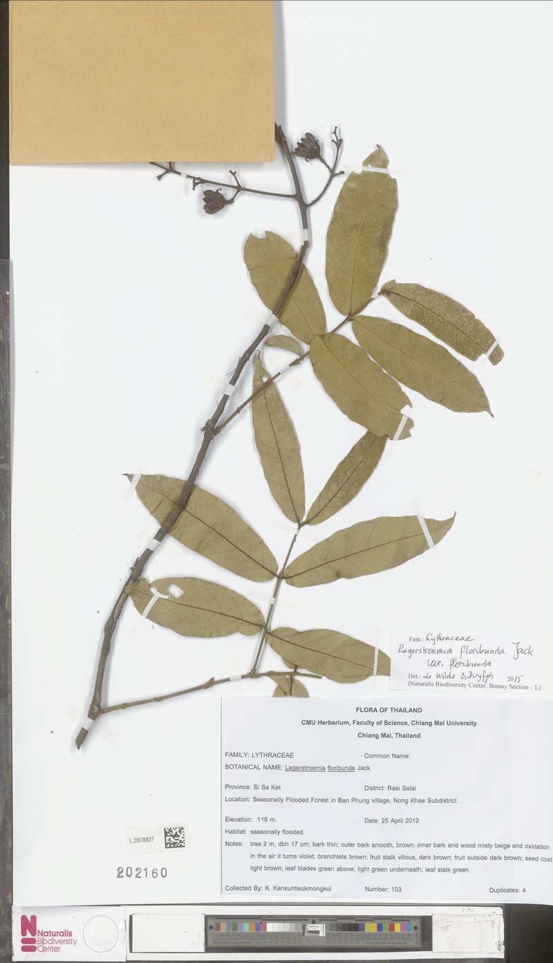 Lagerstroemia floribunda var. floribunda photo 3