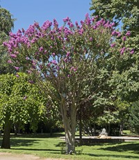 Crapemyrtle