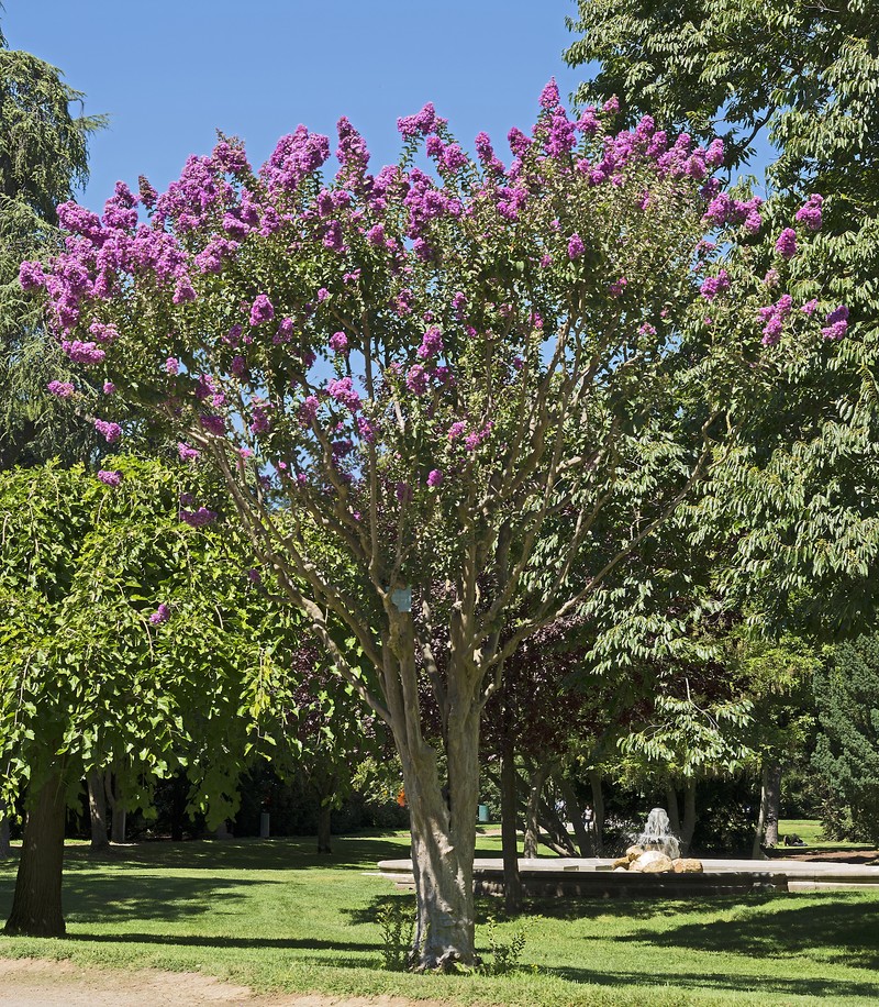 Crapemyrtle