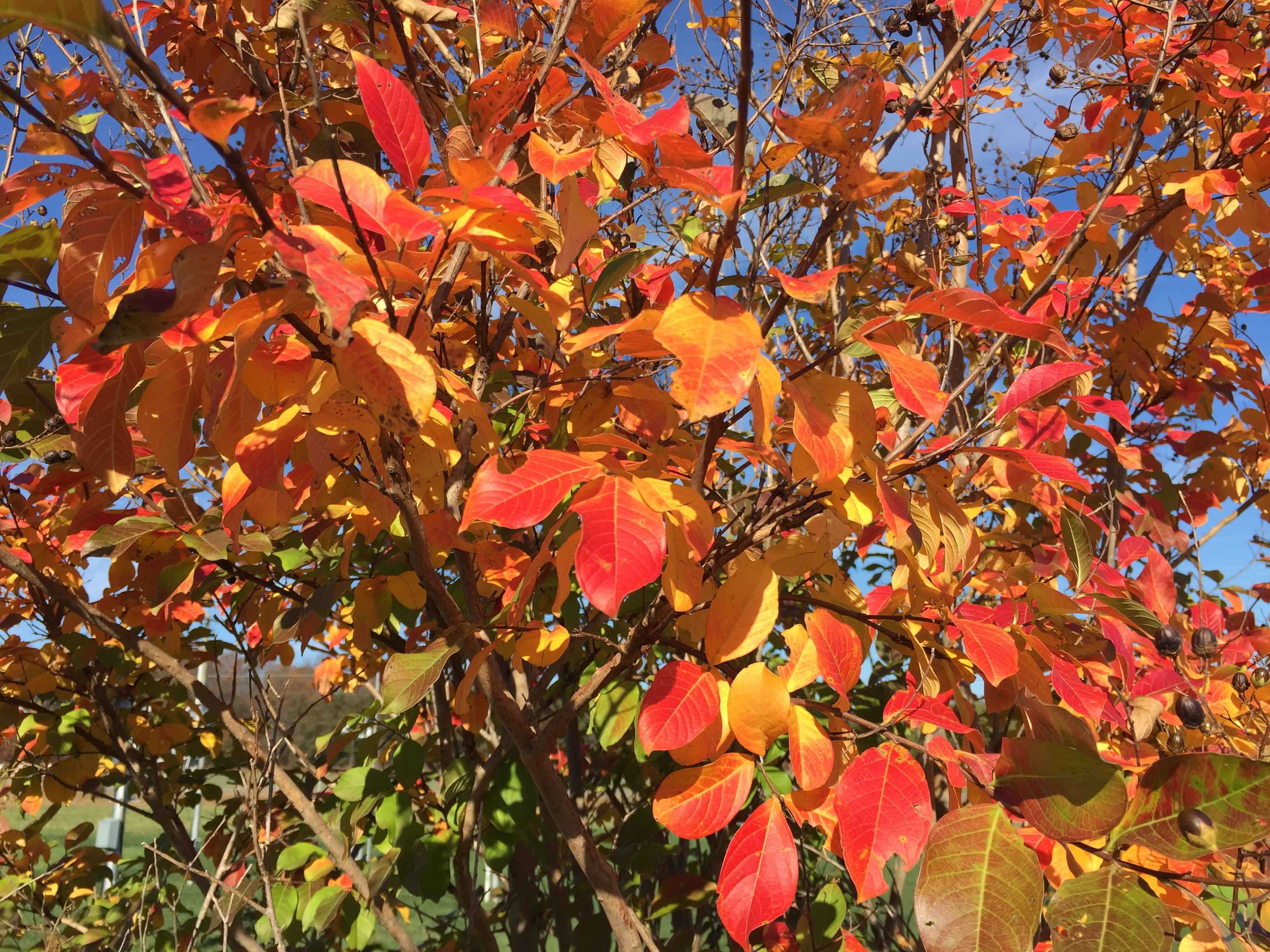 Crapemyrtle photo 2