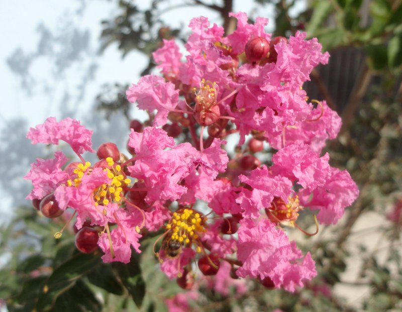 Crapemyrtle photo 4