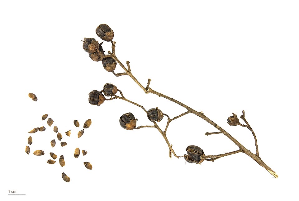 Crapemyrtle photo 5
