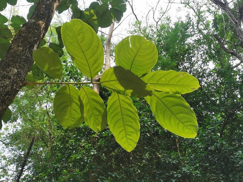 Lagerstroemia macrocarpa photo 2