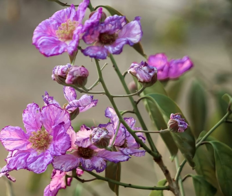 Lagerstroemia macrocarpa photo 3