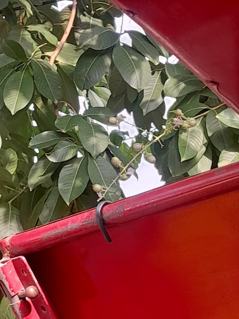 Lagerstroemia macrocarpa photo 4