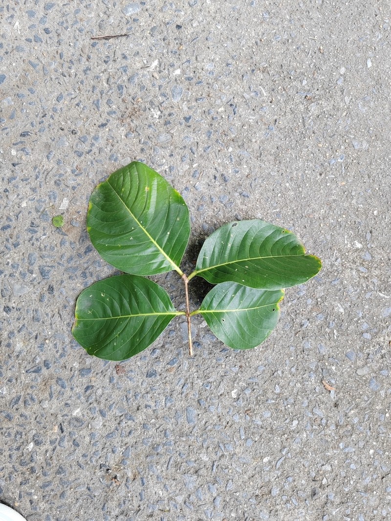 Lagerstroemia macrocarpa photo 5