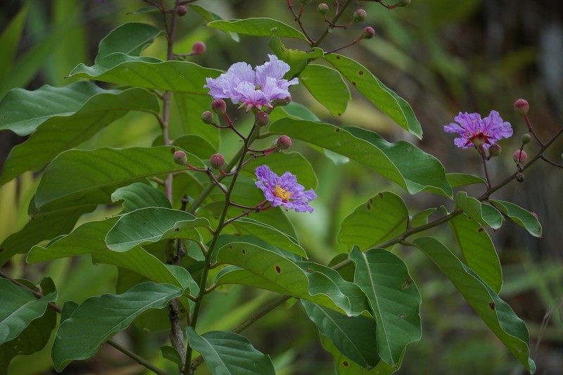 Lagerstroemia macrocarpa photo 6