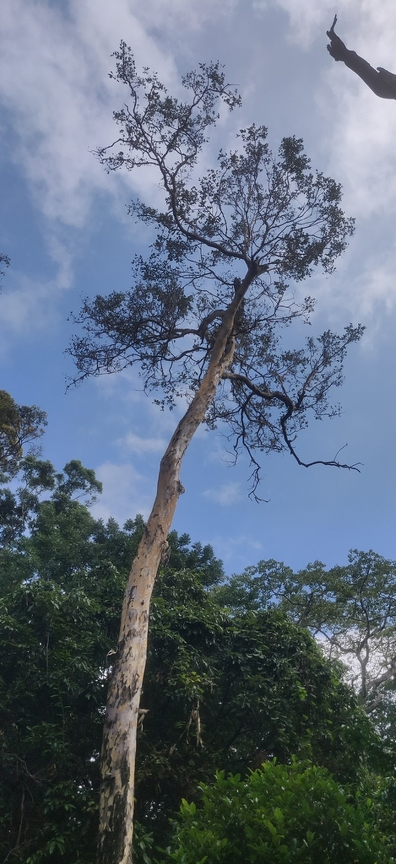 Lagerstroemia macrocarpa photo 7