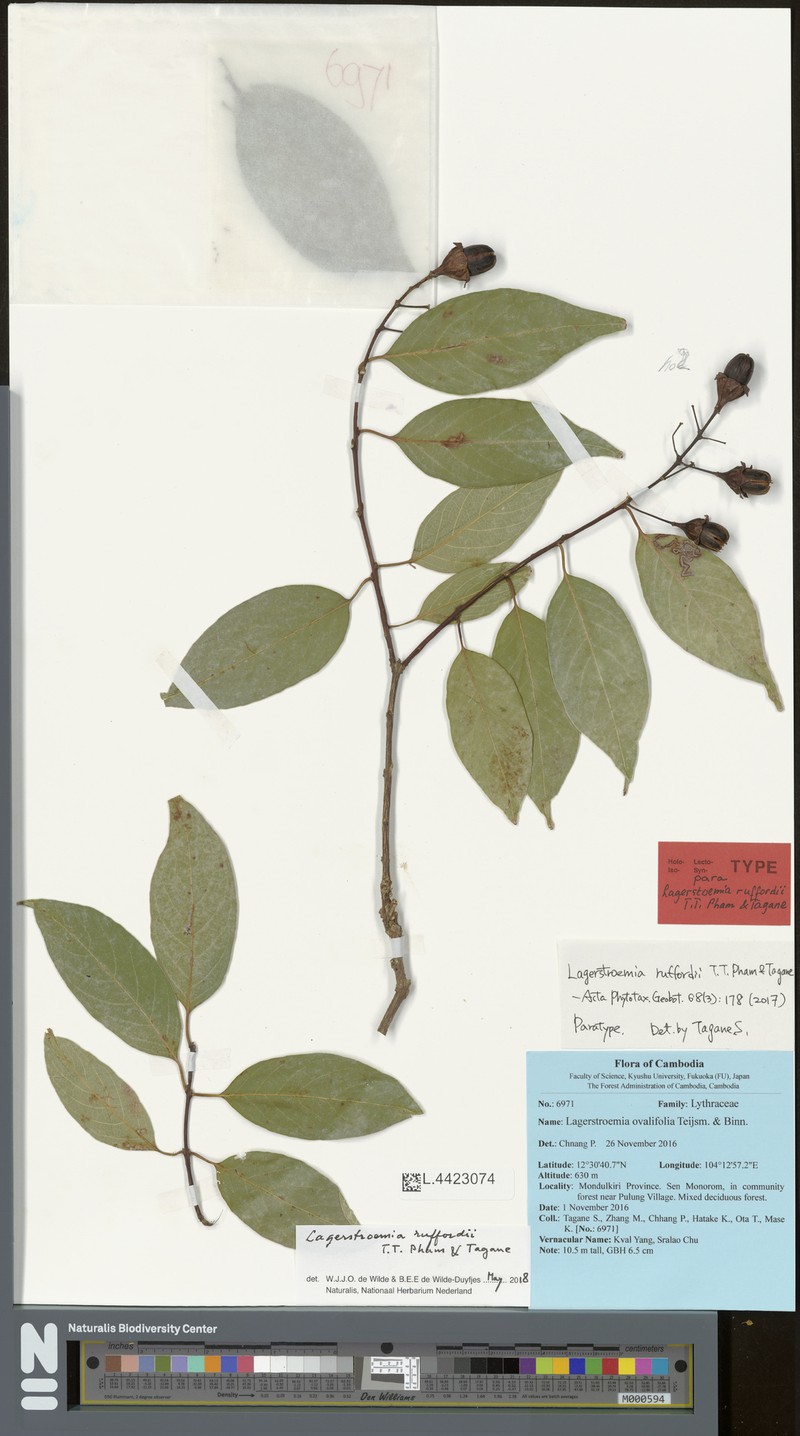 Lagerstroemia ruffordii