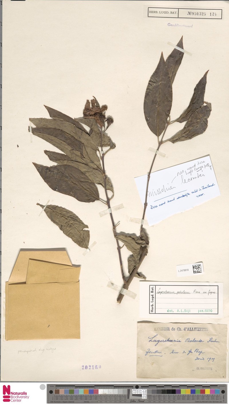 Lagerstroemia ruffordii photo 2
