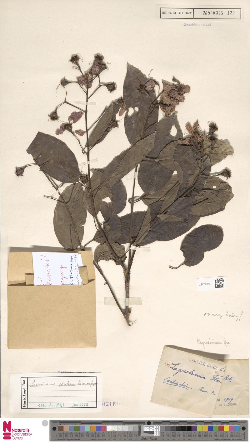 Lagerstroemia ruffordii photo 3