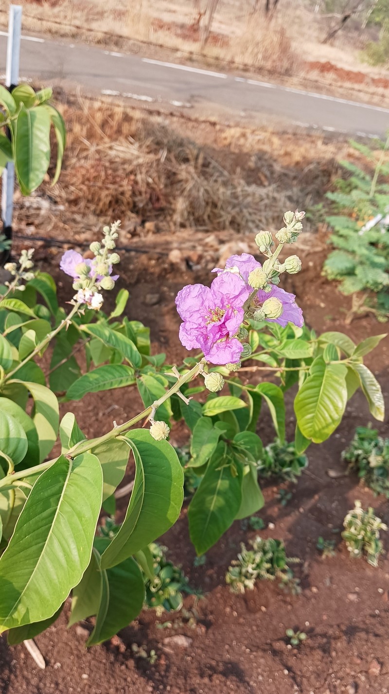 Lagerstroemia speciosa subsp. intermedia