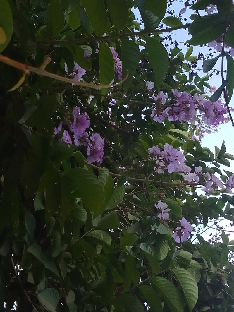 Lagerstroemia speciosa subsp. intermedia photo 2