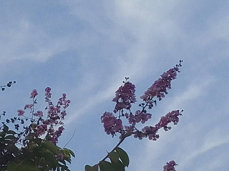 Lagerstroemia speciosa subsp. intermedia photo 3
