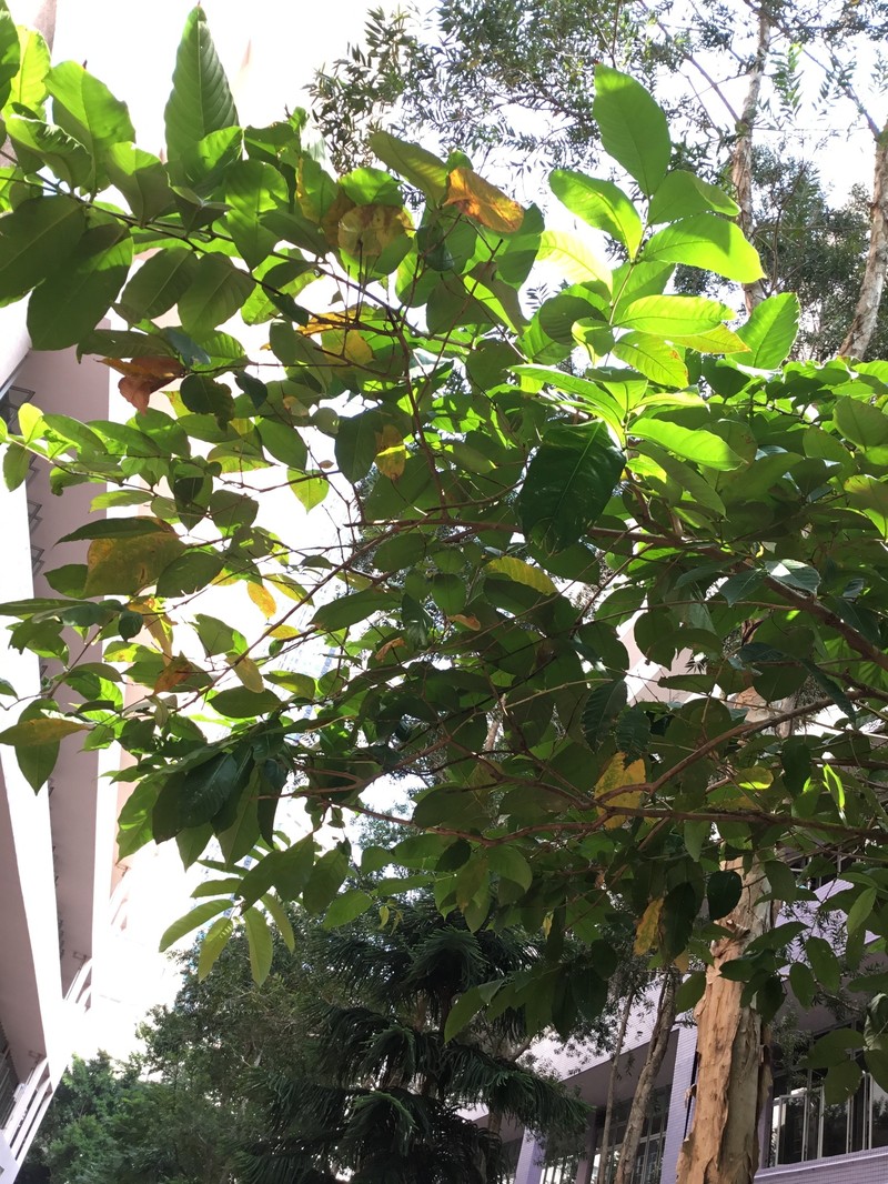 Lagerstroemia speciosa subsp. intermedia photo 4
