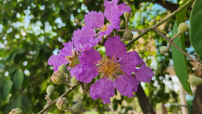 Lagerstroemia speciosa subsp. speciosa